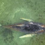 Allemagne : une baleine échouée sur la côte baltique se libère après plusieurs jours