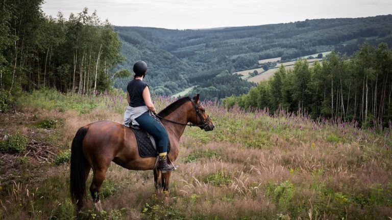 4 activités incontournables pour les amoureux des animaux en Ardenne