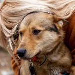 Un symptôme chez un animal peut indiquer une fin de vie, selon un vétérinaire