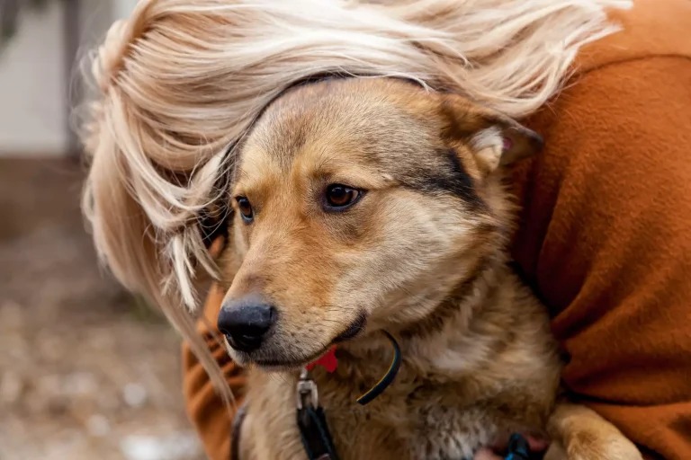 Un symptôme chez un animal peut indiquer une fin de vie, selon un vétérinaire