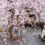 Japon : La saison des cerisiers en fleurs atteint son apogée cette semaine