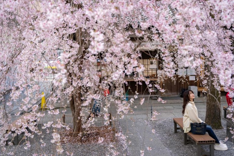 Japon : La saison des cerisiers en fleurs atteint son apogée cette semaine