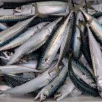 Pêche de maquereaux : l'UE augmente les quotas malgré les avertissements des scientifiques