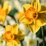 Jonquilles : conseils de culture et astuces pour des fleurs éclatantes - RTBF Actus