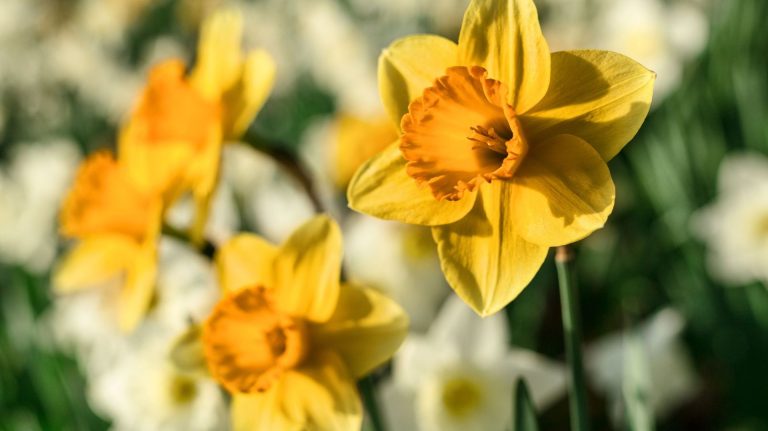 Jonquilles : conseils de culture et astuces pour des fleurs éclatantes - RTBF Actus