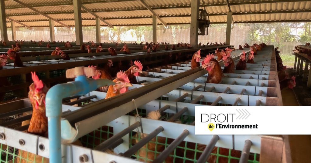 ICPE : le tribunal administratif d'Amiens valide la modification d'un giga-élevage avicole