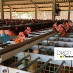 ICPE : le tribunal administratif d'Amiens valide la modification d'un giga-élevage avicole