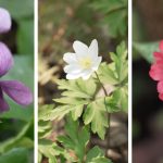 Des plantes indigènes pour sauver les pollinisateurs : un défi que nos dirigeants conservateurs ignorent !