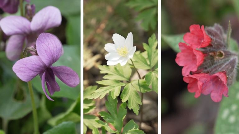 Des plantes indigènes pour sauver les pollinisateurs : un défi que nos dirigeants conservateurs ignorent !