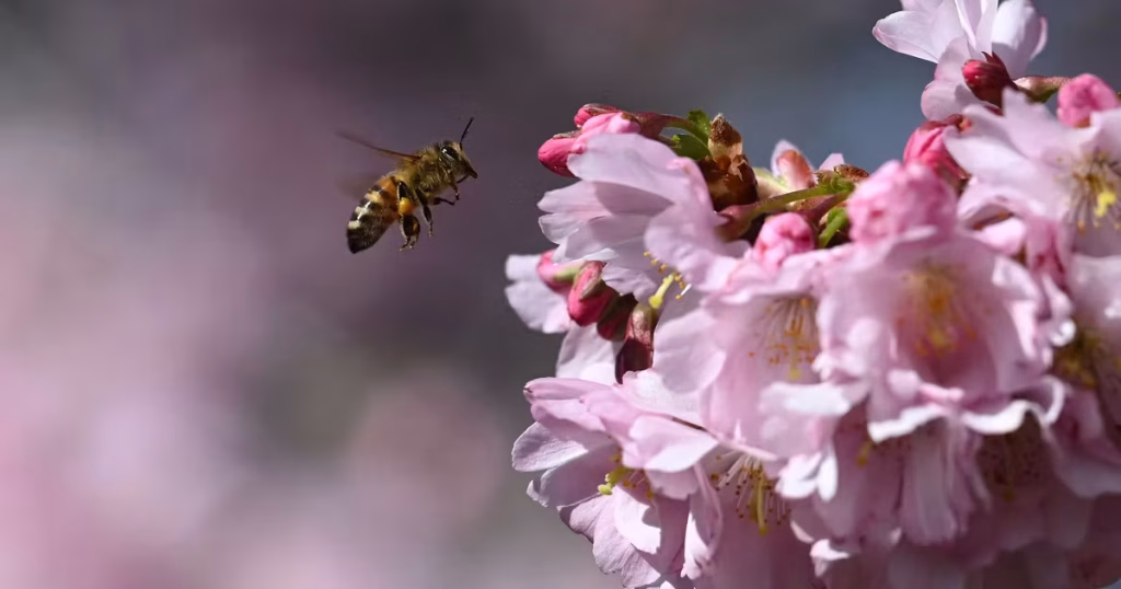 Les abeilles dansent différemment lorsqu'elles sont observées par des humains