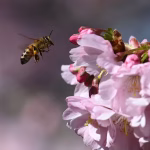 Les abeilles dansent différemment lorsqu'elles sont observées par des humains
