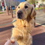 « Texto, le chien du commissariat de Créteil, raconte sa vie avec son flingue et ses croquettes »