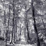 Radiographie of nature