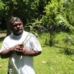 Au Vanuatu, une feuille sacrée pour protéger les forêts des pillages