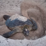 Aux confins du Pacifique Sud, un sanctuaire inviolé pour tortues vertes sous haute surveillance scientifique