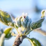 Protégez vos arbres des gelées matinales : conseils pratiques des professionnels