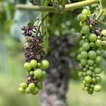 Restrictions sur le cuivre : les viticulteurs s'inquiètent des rendements viticoles