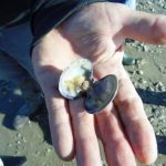 Loire-Atlantique : la pêche à pied interdite dans une nouvelle zone