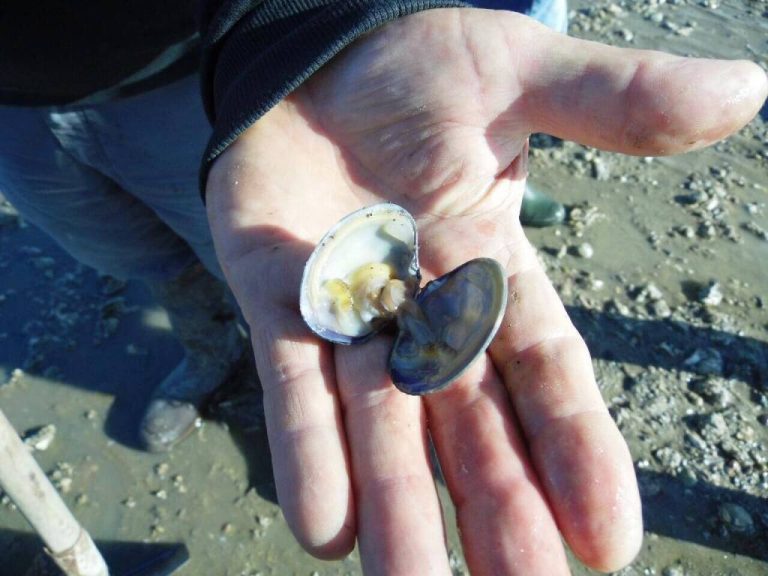 Loire-Atlantique : la pêche à pied interdite dans une nouvelle zone