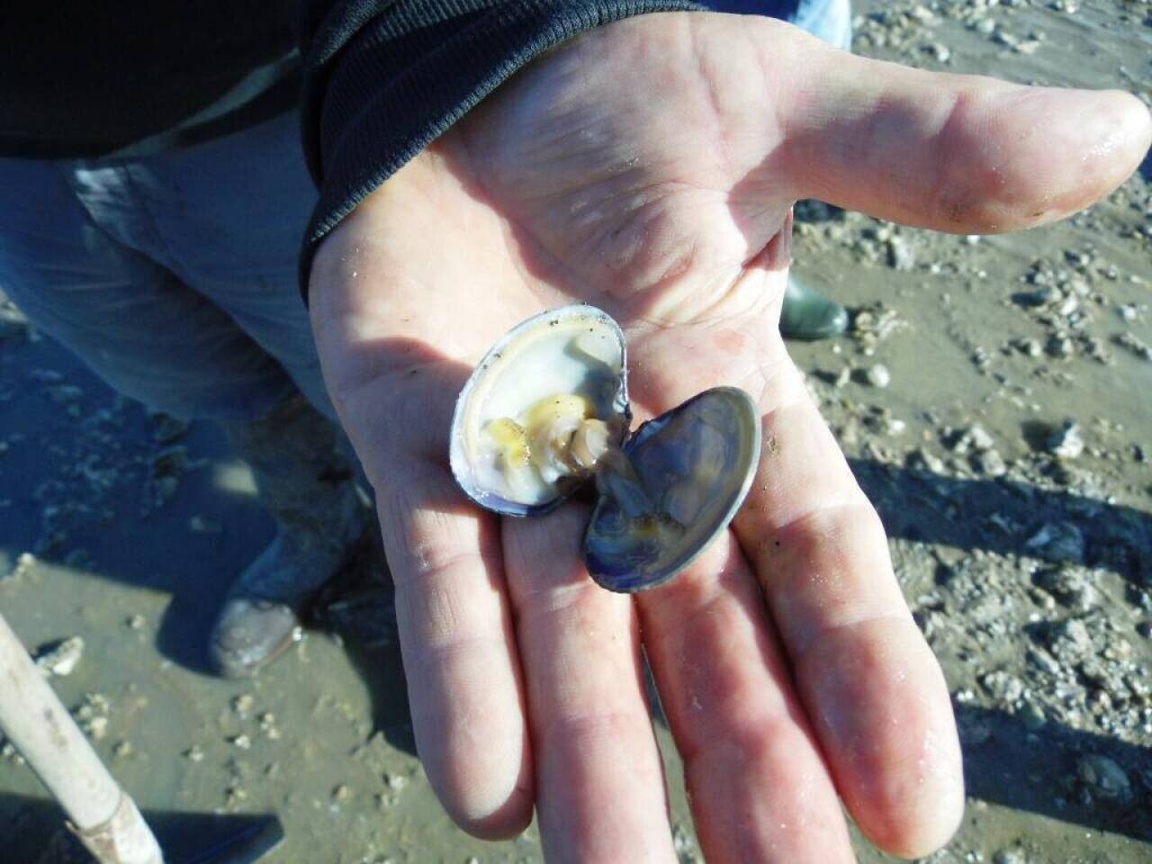 Loire-Atlantique : interdiction de la pêche à pied dans une nouvelle zone côtière