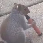 Un écureuil avec une puff : des images révélatrices des dangers de la pollution