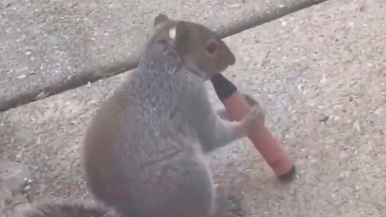 Un écureuil avec une puff : des images révélatrices des dangers de la pollution
