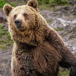 La population d'ours des Pyrénées augmente mais souffre d'une faiblesse génétique