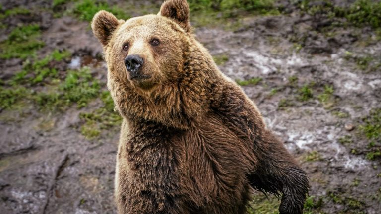 La population d'ours des Pyrénées augmente mais souffre d'une faiblesse génétique