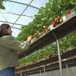 Les fraises locales font leur retour sur les étals malgré l'hiver pluvieux