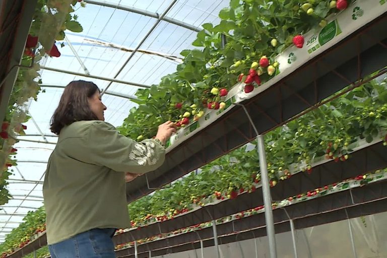 Les fraises locales font leur retour sur les étals malgré l'hiver pluvieux