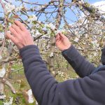 Les arboriculteurs craignent le gel en raison de la floraison précoce des arbres