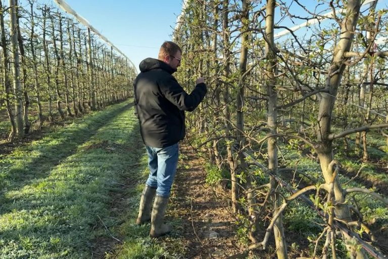 Retour du gel : les agriculteurs se mobilisent pour protéger les pommiers en une nuit