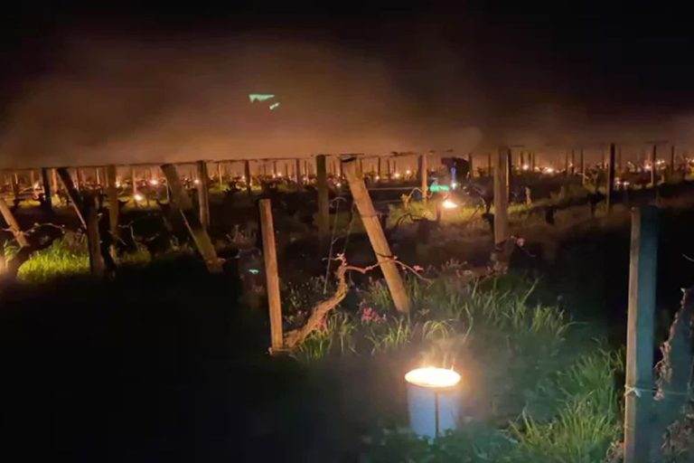 Un viticulteur allume 2000 bougies pour protéger ses vignes du gel à 1 200 euros par hectare