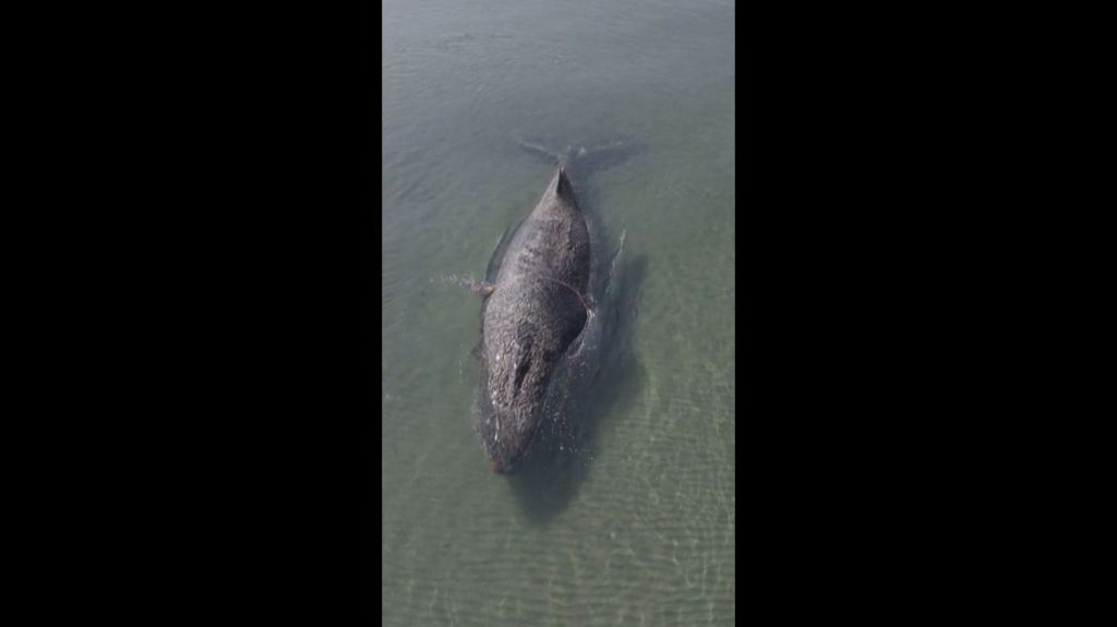 Allemagne : une baleine échouée depuis plusieurs jours est enfin sauvée et libérée