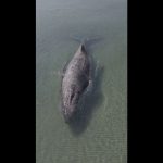Allemagne : une baleine échouée depuis plusieurs jours est enfin sauvée et libérée