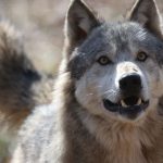 Identification d'un loup dans le Pays de Bray : une première en région
