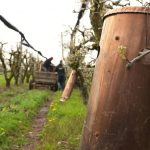 Retour des gelées : les arboriculteurs inquiets après une nuit destructrice