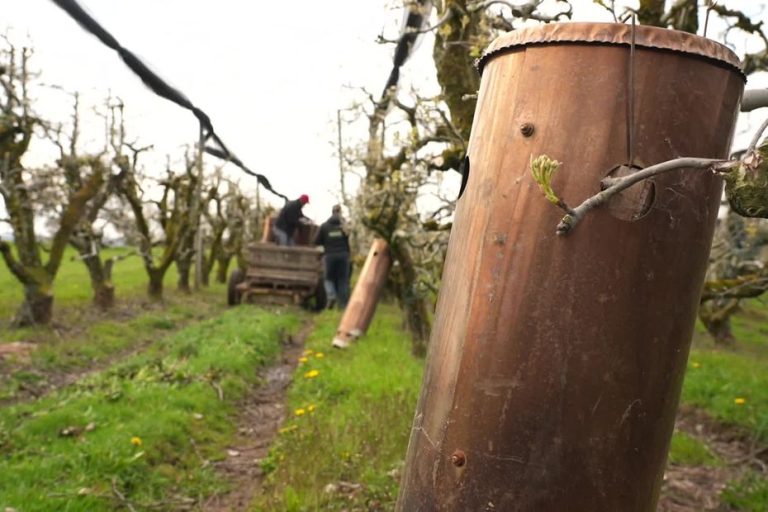 Retour des gelées : les arboriculteurs inquiets après une nuit destructrice