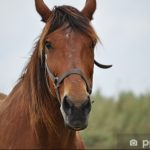 PRONOSTIC HIPPIQUE DE REMY : Analyse des courses et conseils pour parier efficacement