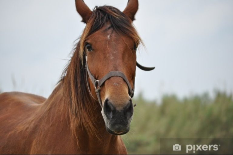 PRONOSTIC HIPPIQUE DE REMY : Analyse des courses et conseils pour parier efficacement