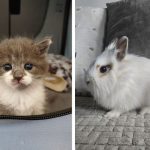 L'association Les Chats du Petit Patio cherche des familles d'accueil pour ses félins