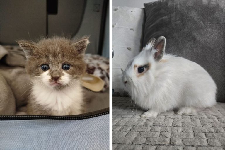 L'association Les Chats du Petit Patio cherche des familles d'accueil pour ses félins