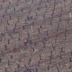 Gel dans les vignes du Chablisien : un risque limité grâce à la température nocturne
