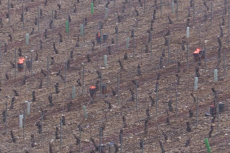 Gel dans les vignes du Chablisien : un risque limité grâce à la température nocturne