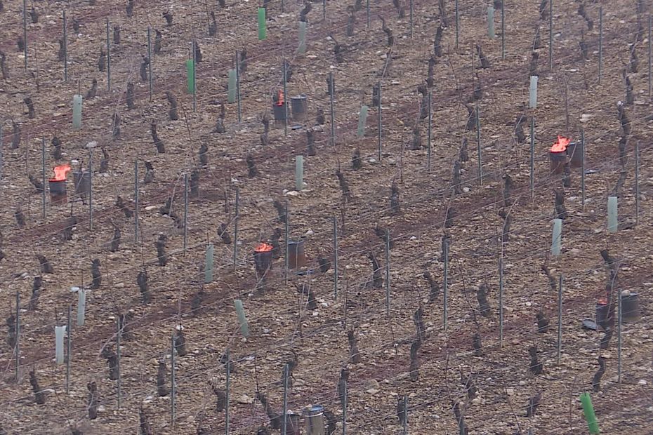 Gel dans les vignes du Chablisien : un risque limité grâce à la température nocturne