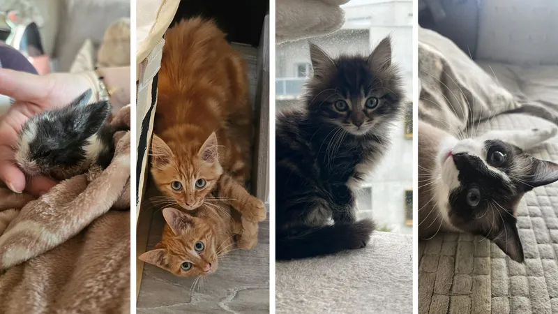 Les animaux secourus par Gwendoline Cornu.