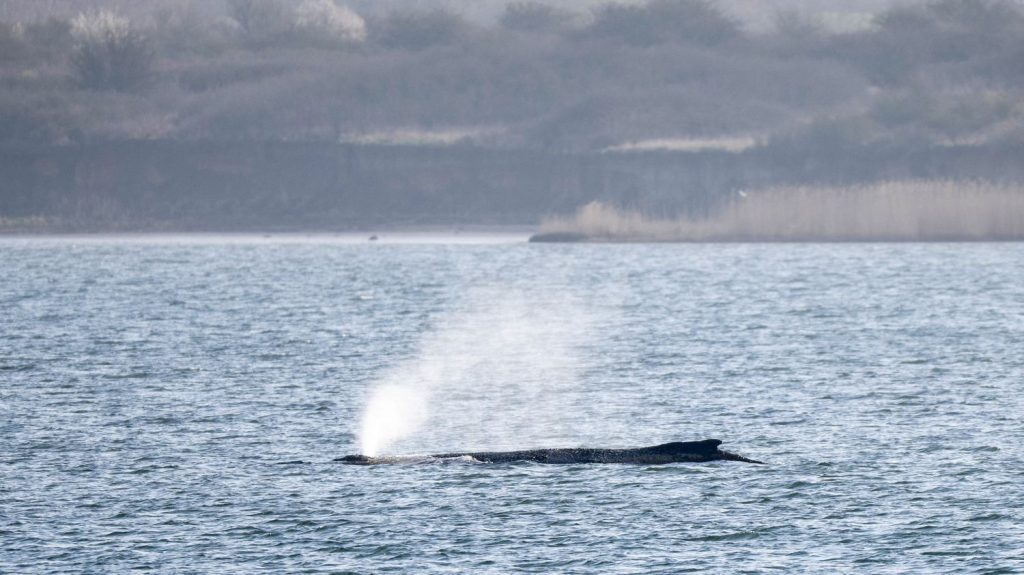 Une baleine à bosse échouée en Allemagne parvient à se libérer après plusieurs jours.