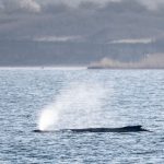 Une baleine à bosse échouée en Allemagne parvient à se libérer après plusieurs jours.