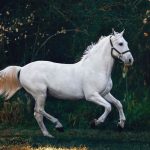 L'origine de l'expression 'monter sur ses grands chevaux' expliquée