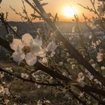 Saint-Valery-sur-Somme fête le printemps avec une grande parade fleurie et plusieurs animations samedi 28 mars